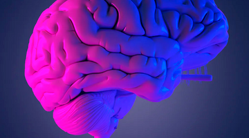 Brain Aging Accelerated with Loss of p53 Isoform