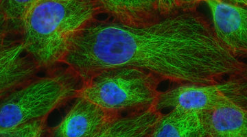 Nanobodies in the News