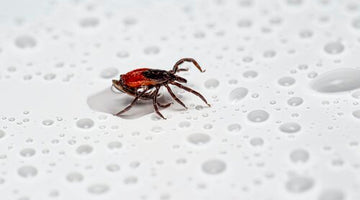 Nanobodies in the News