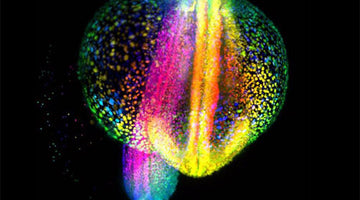 New Advances in Regenerative Medicine Using Zebrafish
