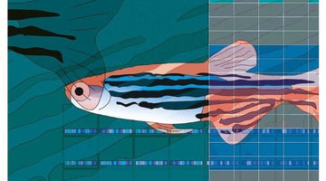 Zebrafish as Tool for Drug Discovery
