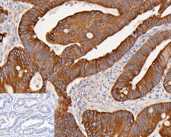 HRP Conjugated Alpaca anti-Rabbit IgG Fc, Recombinant VHH monoclonal Antibody (HA1031)