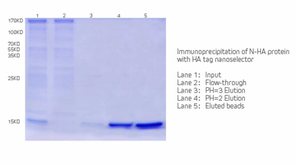 HA tag Nanoselector Agarose (HA710007)